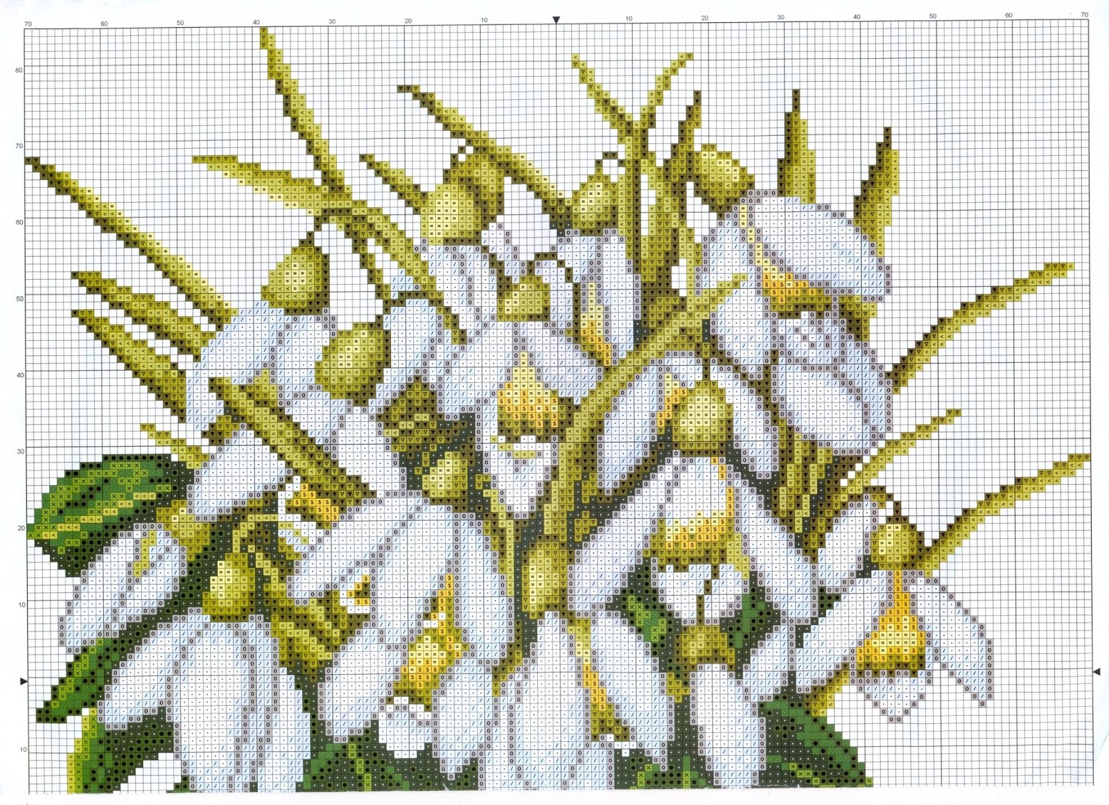 Риолис подснежники